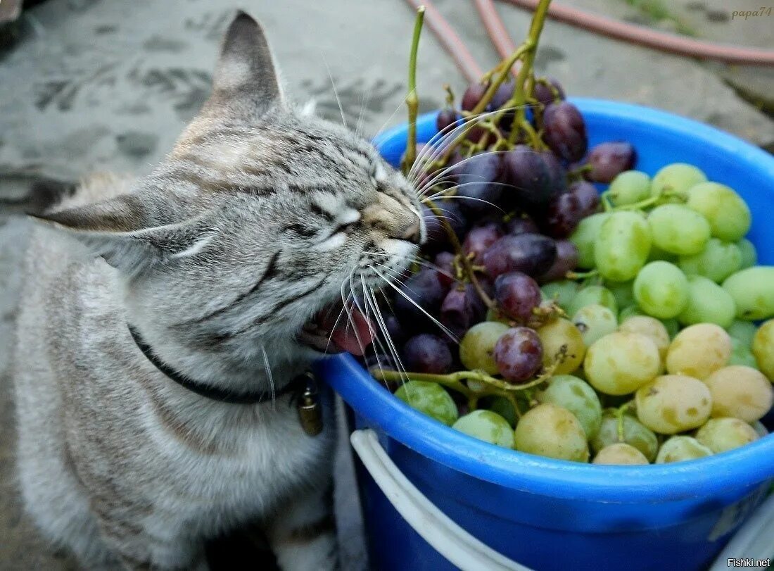 Кот который ест все подряд. Кот и виноград. кошка с фруктами. кошка ест овощи и фрукты. кот и ягоды.
