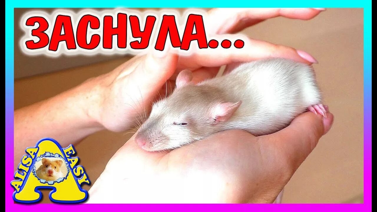 Алиса изи петс крысы. Крыса крыса алиса крыса. Алиса изи петс крысы. Крыса крыса алиса крыса. Алиса изи петс крысы.