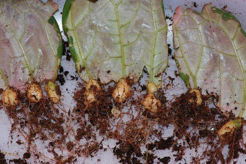 Глоксиния луковица посадка. Глоксиния садовая многолетняя. Глоксиния размножение клубнями. Как посадить глоксинию. Комнатные цветы глоксиния.