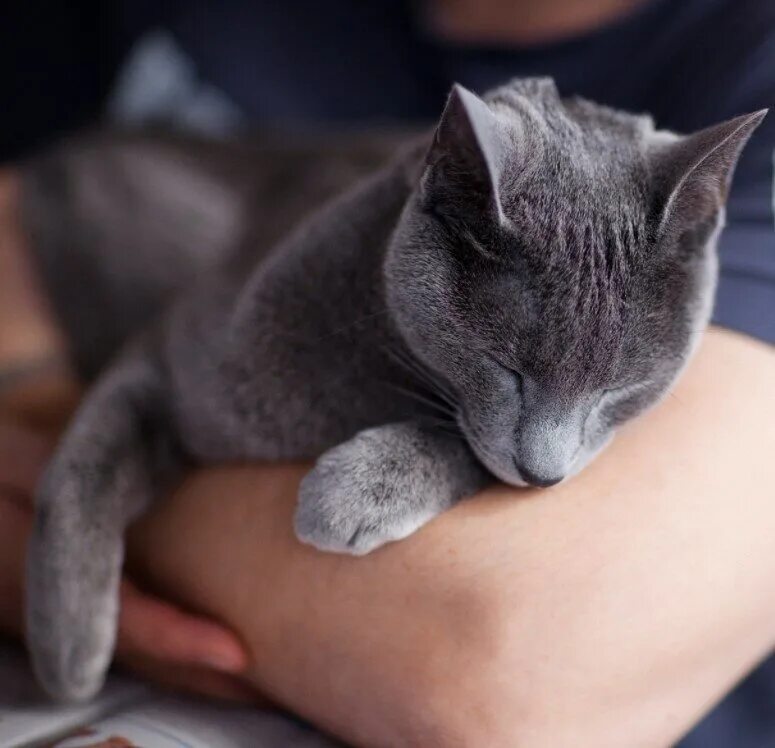 Коты серые девочки