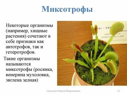 Миксотрофы