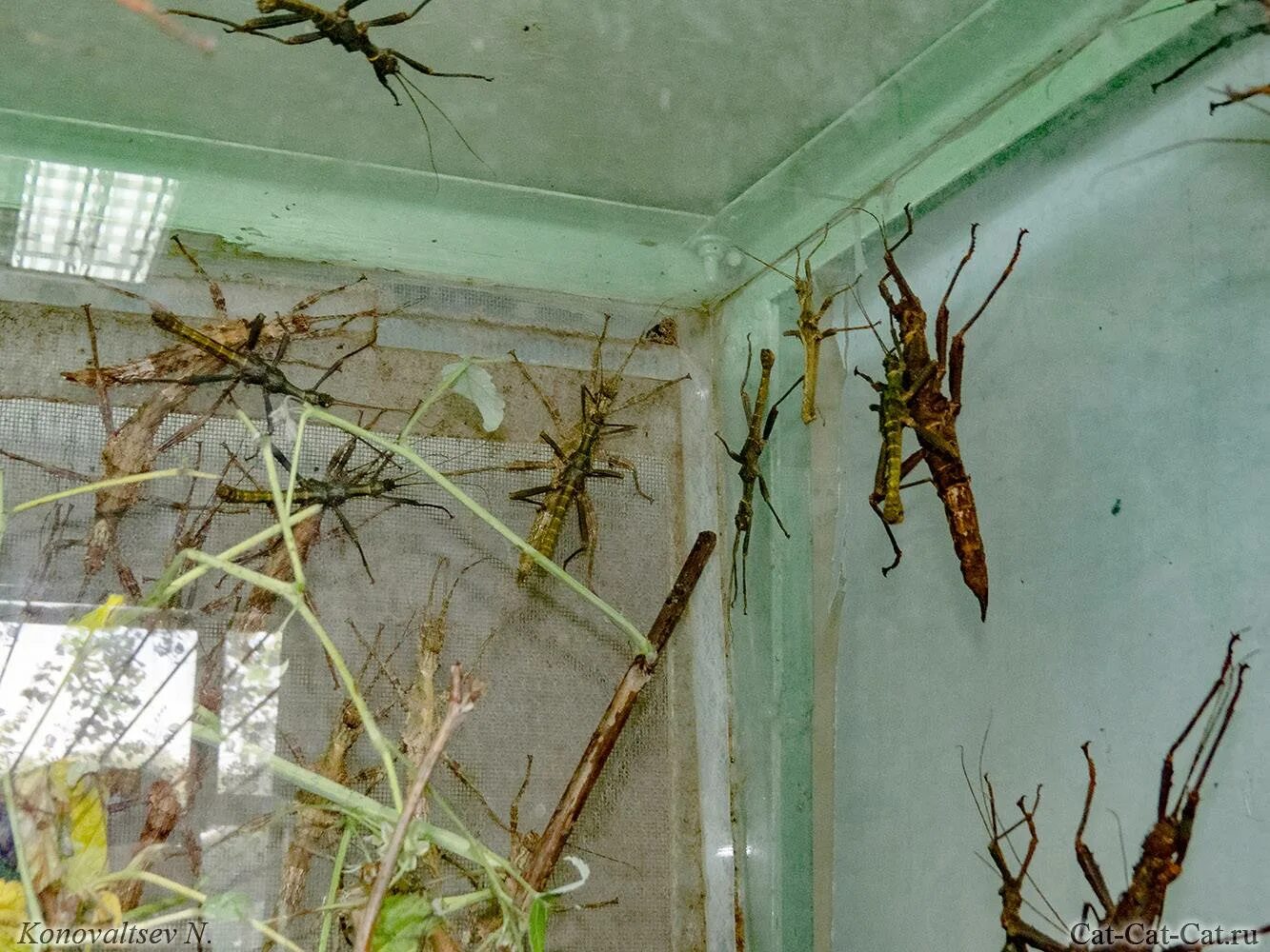 Аквариум для палочника. Аквариум для палочника. Насекомое палочник домашний. Аннамский палочник содержание. Традесканция для палочников.