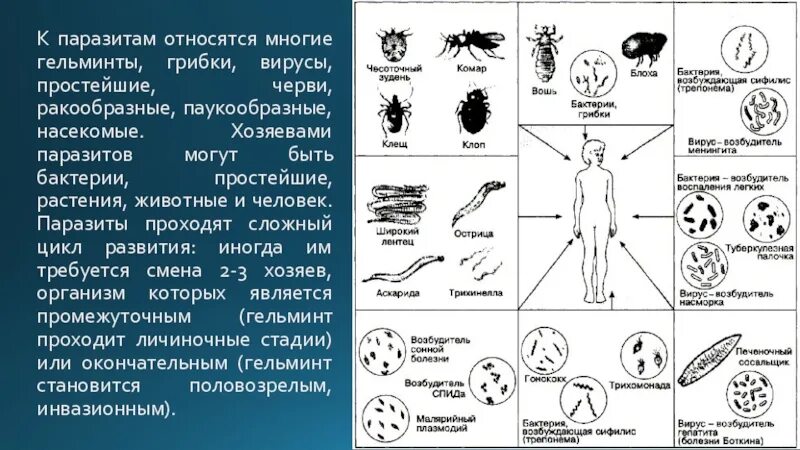 Паразиты человека микробы вирусы бактерии. Простейшие паразиты. Вирусы являются паразитами. Бактерии вирусы простейшие. Выберите паразитических простейших ответ