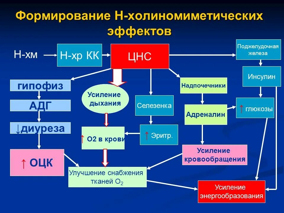 Инсулин и гипофиз. Инсулин и нервная система. Адреналин и инсулин. Инсулин надпочечники. Н ЦНС холиномиметики.