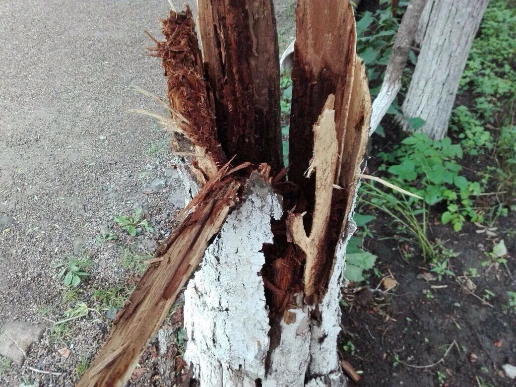 Деревья страдают. Сломанное дерево. Поломанные бурей деревья. Дерево сломалось. Сломанная древесина.