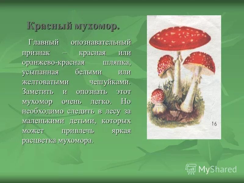 Ядовитые грибы мухомор красный рассказ. Мухомор ядовитый гриб 2 класс. Доклад про гриб красный мухомор. Сообщение о ядовитом грибе мухомор красный. Проект опасные грибы 2 класс окружающий мир