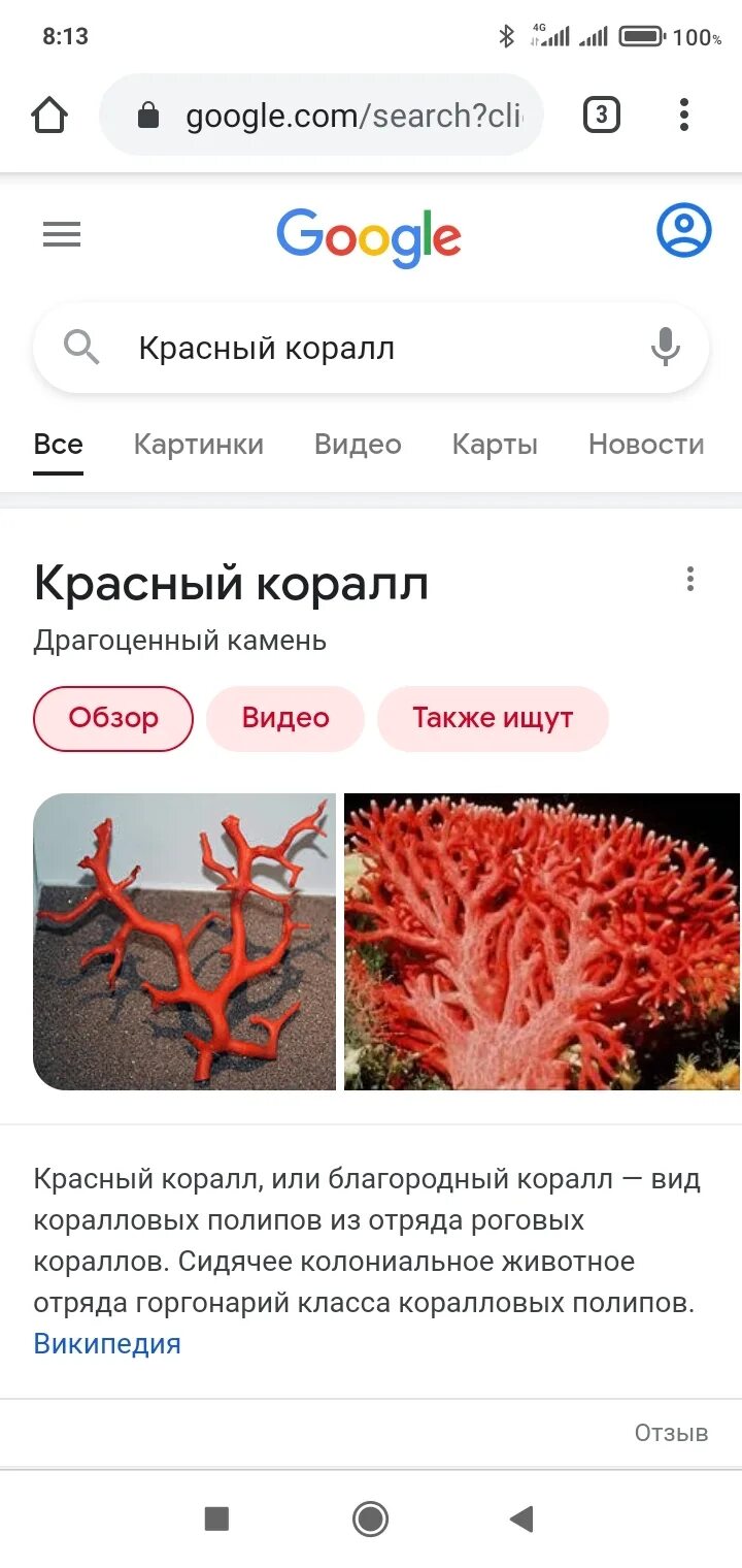 Мокрая коала нельзя гуглить. Мокрая коала почему нельзя гуглить. мокрая коала почему нельзя. что нельзя гуглить. мокрый куала почему нельзя гуглить.