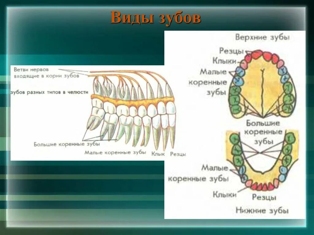 Резцы строение и функции