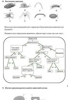 Дихотомические ключи 7 класс