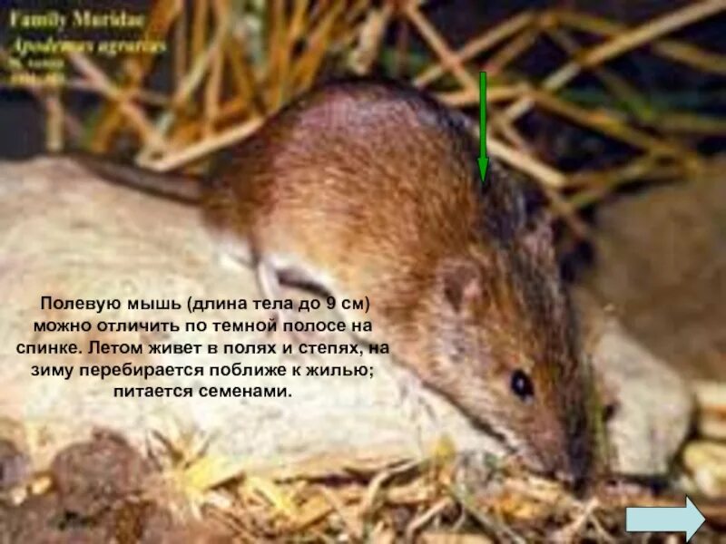 Черно коричневая мышь. Мышь полевка с полосой на спине. мышь полевка с черной полосой. мышь полевка хвост. мышь домовая и мышь полевая.