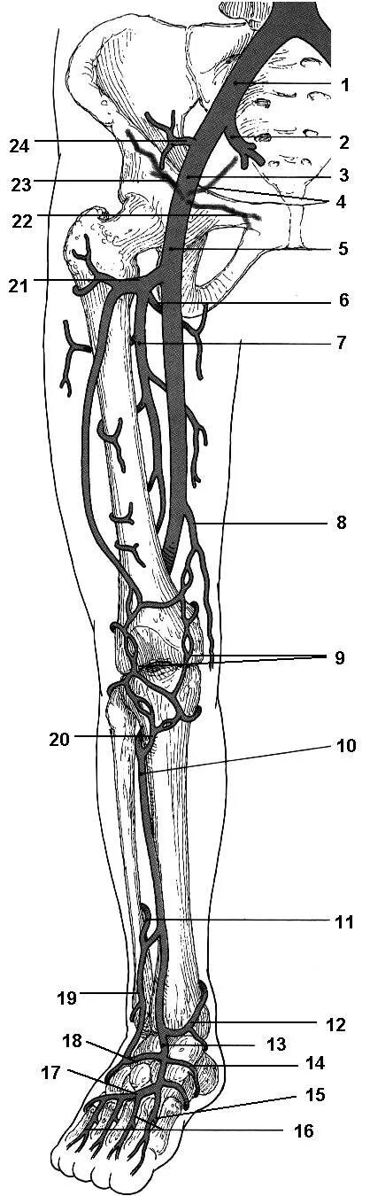 Передняя большеберцовая артерия (a. Tibialis anterior):. Поверхностная берцовая артерия. Поверхностная большеберцовая артерия. Бедренная Вена анатомия. Артерии нижней конечности бедренная