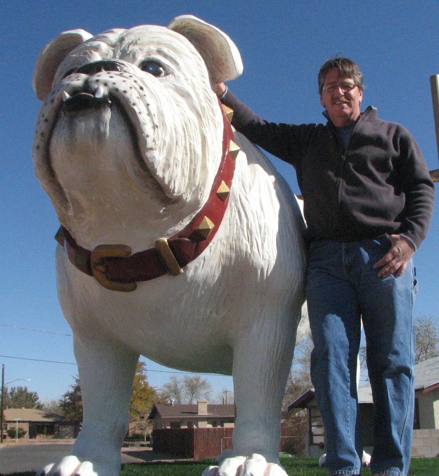 Большую собаку бульдог. Giant Bulldog. Бульдог огромный. Самый большой бульдог. Самый большой бульдог в мире.