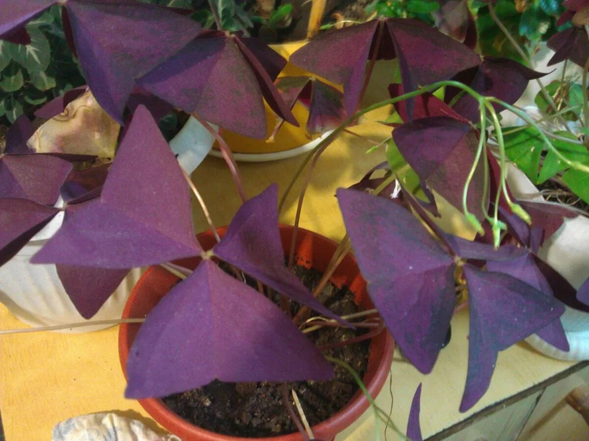 Оксалис Триангулярис. Кислица оксалис. Кислица треугольная (Oxalis triangularis). Оксалис Кислица треугольная бургунди.