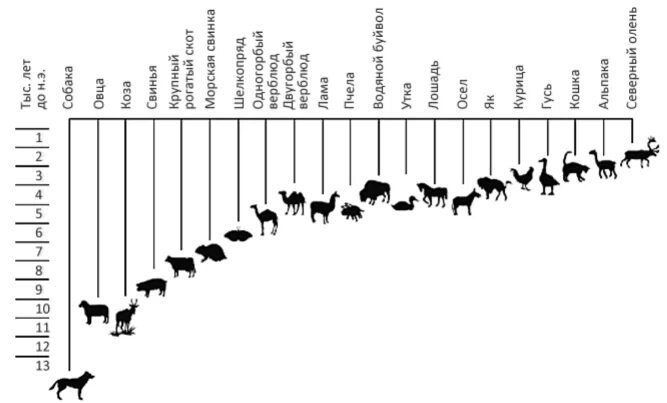 Количество общий видов животных. Таблица происхождение и одомашнивание животных. Одомашнивание животных схема. Одомашнивание диких животных таблица. Хронология одомашнивания животных.