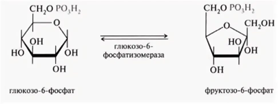 Фруктозо 1 фосфат глюкозо 1 фосфат