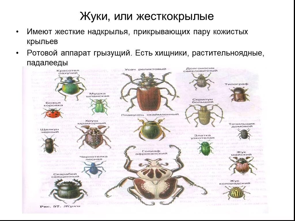 Майский жук какое превращение. Жесткокрылые насекомые характеристика. жуки или жесткокрылые. отряд насекомых жесткокрылые представители.
