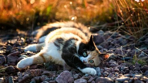 Природа кошек