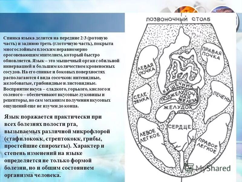 Характер изменений в языке. Микрофлора спинки языка. Вкусовое воздействие на заднюю треть спинки языка. Характеристика биотипов спинки языка.