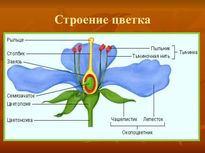 Завязь функция 6 класс. Пыльник тычиночная нить рыльце. Строение цветка. Цветок строение цветка. Строение цветка биология.