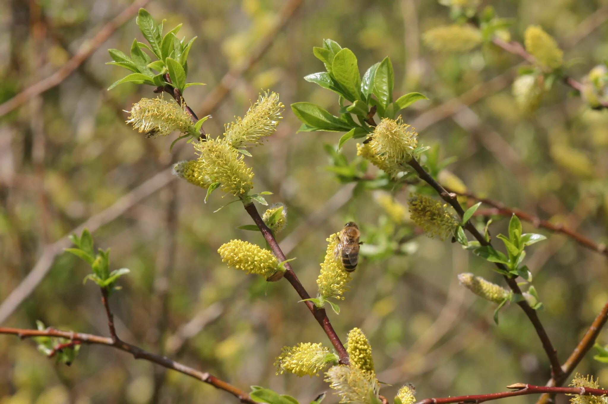 Ива обыкновенная жизненная форма. Salix myrsinifolia. Myrsinifolia Ива. Salix myrsinifolia Salisb. Ива тонкостолбиковая/Salix gracilistyla 'melanostachys'.