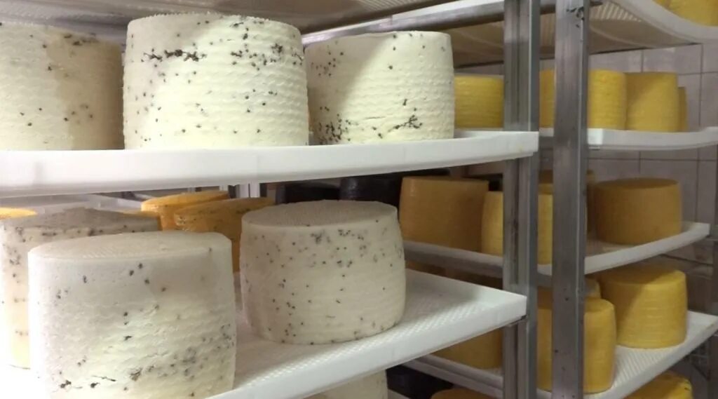 Завод сырная Долина. Производство сыра. Производители сыра. Сыры производство.