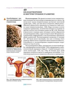 Клетка матки