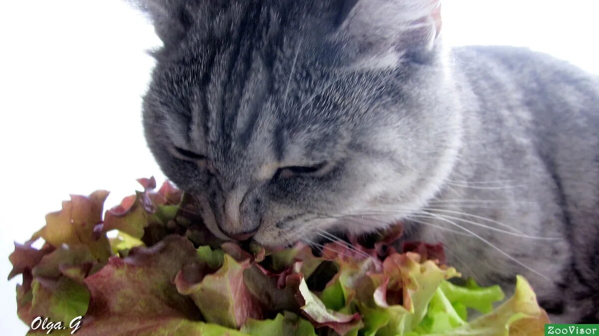 Кот ест шпинат. Салатный кот. Салатик с котенком. Кот кушает. Можно ли котам салат.