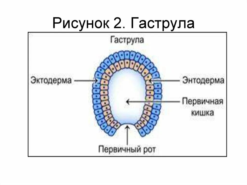 Двухслойные эктодерма и энтодерма