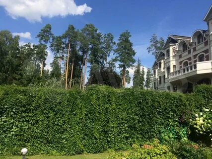 Баковка