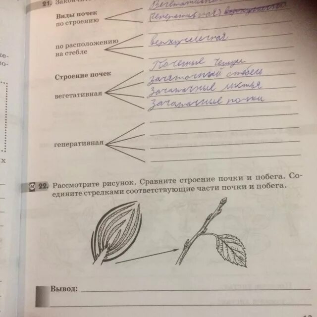 Лабораторная работа по биологии определение местоположения почек. Сравните строение почки и побега. Рабочая тктратетрадь по биологии 6 класс побег и почки. Закончите заполнение схем виды почек. Сравнение строения почки и побега.