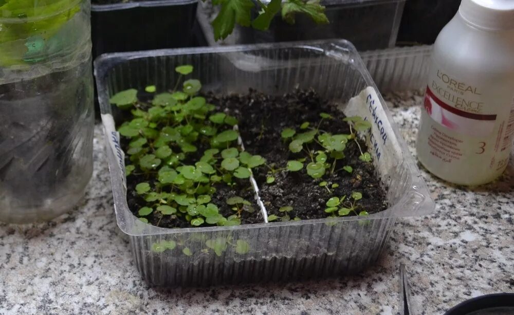 гейхера черенки рассада. гейхера всходы из семян. всходы гейхеры. гейхера черенки рассада. посев гейхеры семенами на рассаду.