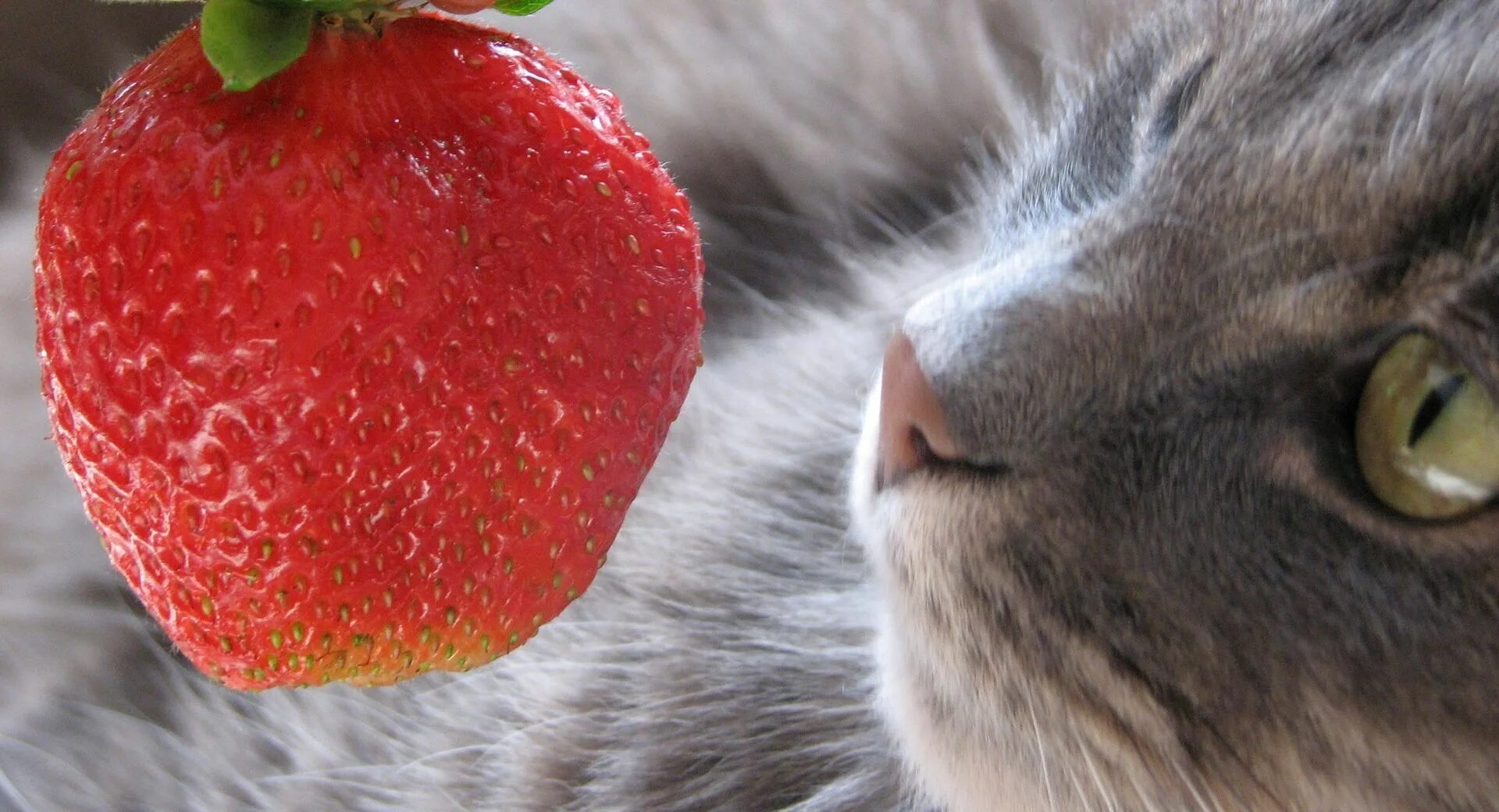 Кроликам можно клубнику. Кошка и ягоды. Коты и клубника. Котенок с клубникой. Котик с ягодами.