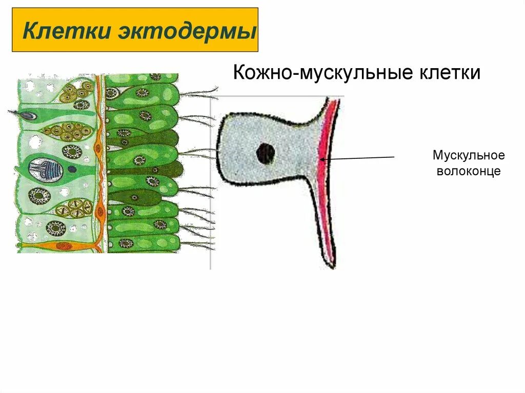 Кожно мускульные клетки кишечнополостных. Строение кожно мускульной клетки. Кишечнополостные клетки эктодермы кожно мускульный. Строение кожно мускульной клетки гидры.