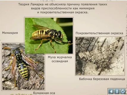 Тип окраски журчалки