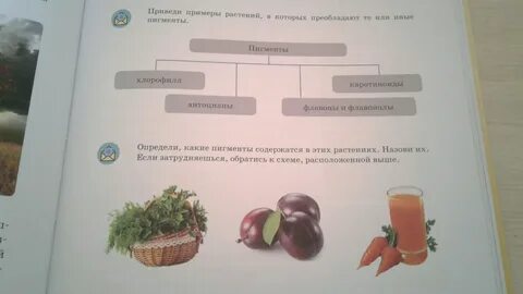 Естествознание 5 класс сор 1
