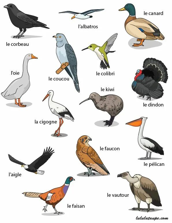 Говорящие птицы названия. Птицы на французском языке. Названия птиц на французском. Название птиц на бурятском языке. Названия птиц на итальянском.