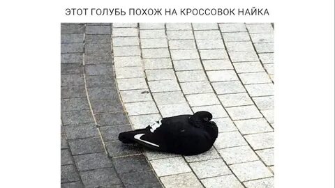 Людское мем с голубем