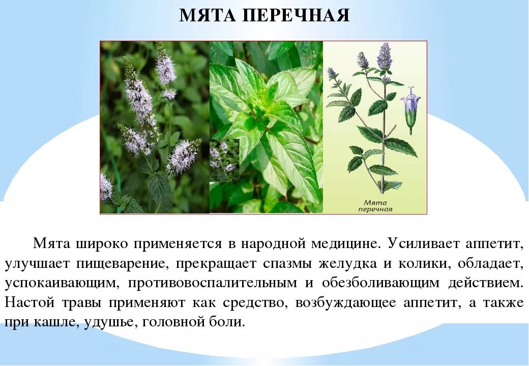 Мята перечная растение. Мята Полевая перечная. Мята перечная (Mentha piperita l.), листья в Кыргызстане. Лекарственные травы Удмуртии мята перечная. Мяте 1 текст