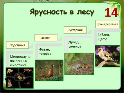 Птицы и насекомые леса