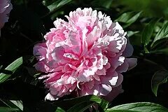 Fleur de pivoine. Пион court jester. Paeonia delavayi. Fleur de pivoine. Fleur de pivoine.
