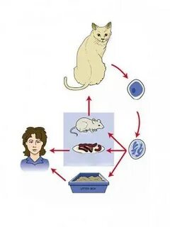 Передается от кошек