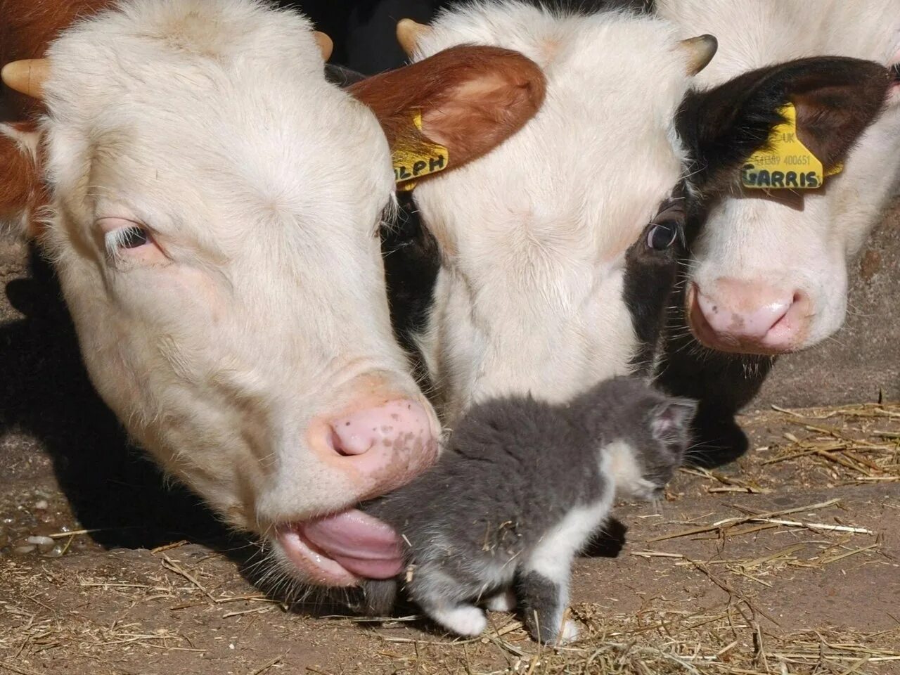 Телка корова. Теленок лижется. Корова лижется. Корова облизывает.