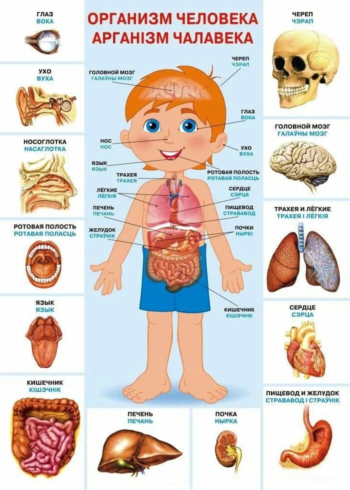 Название организма человека. Строение тела человека внутренние органы. Человек схема органов и частей тела. Строение ЧТЕЛО человек. Оргнычеловека для детей.