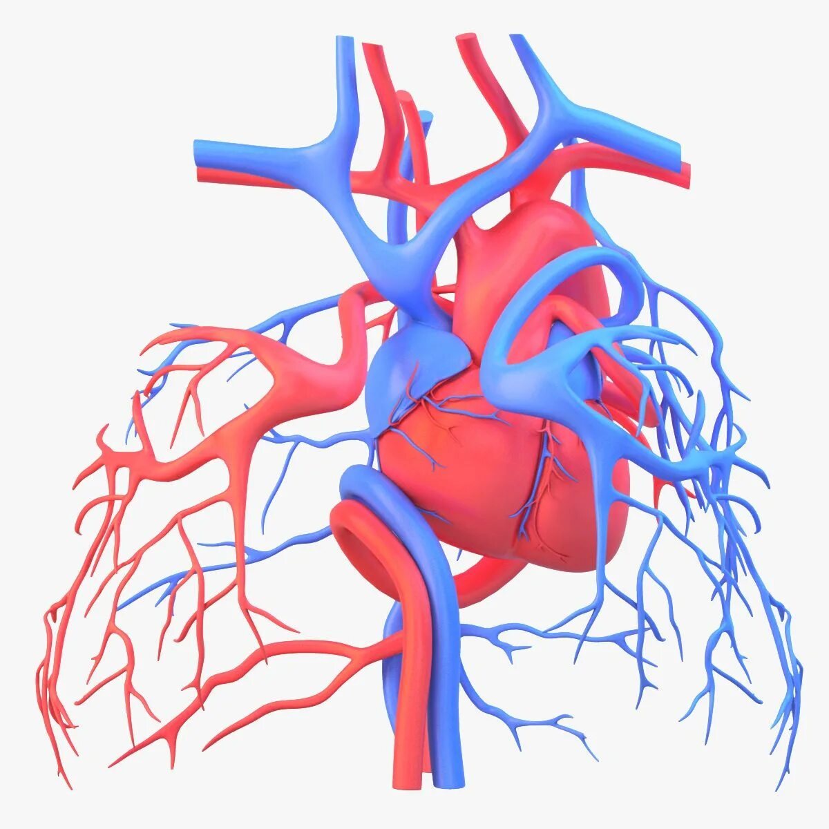 Сосудистая система человека образована сосудами трех. Система кровообращения/сердечно-сосудистая система. Сердечные сосуды. Сердечно сосудистая система без фона. Математическое моделирование сердечно сосудистой системы.