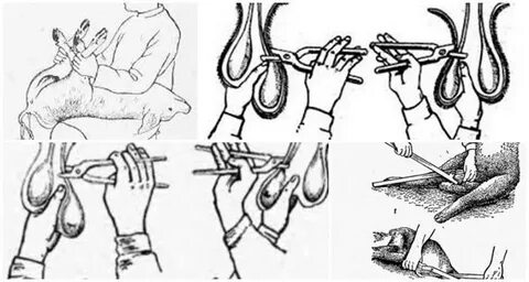 Ол қолымен кискасын ұстайды