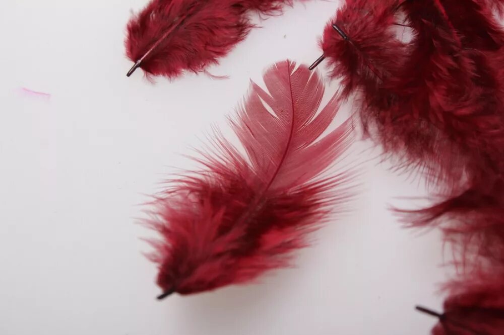 White Feather Png Download - Red Colour Feathers Png - 553x395 PNG Download - PN