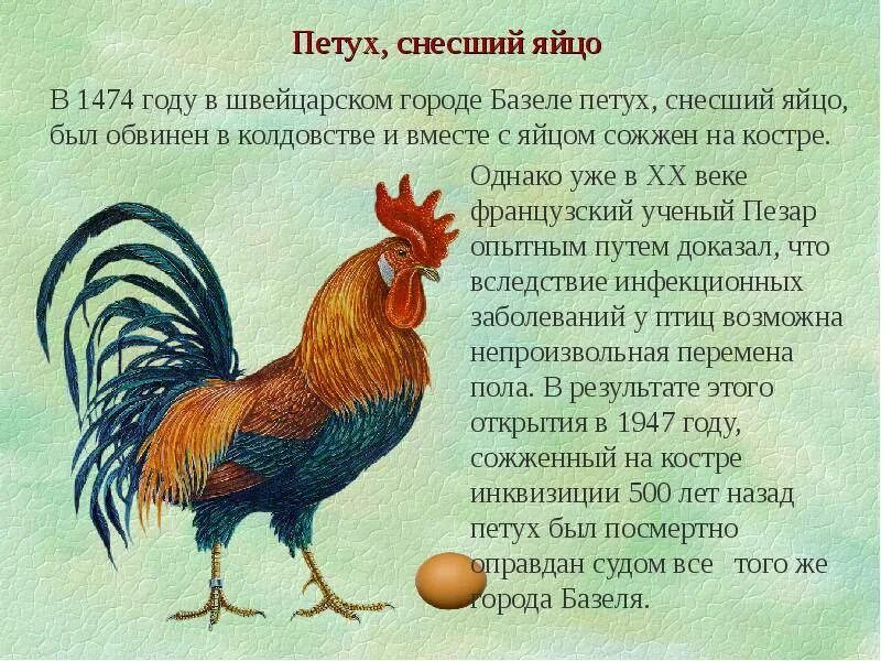 Почему человек петух