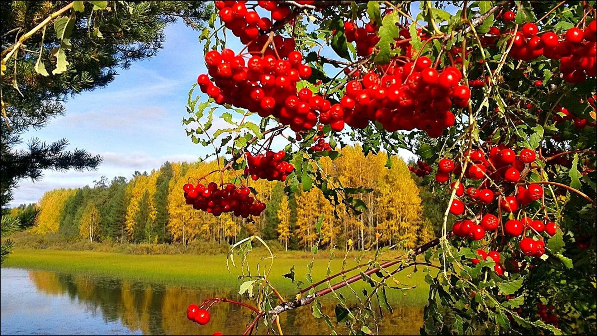 Ой калина ягодой манила. Калина в поле. Калина обыкновенная viburnum opulus. Ой калина ягодой манила. Калина красная дерево.