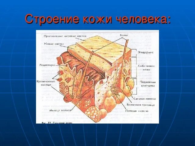 Строение кожи. Строение кожи биология. Строение кожи биология 8. Строение кожи человека биология. Кожа человека 8 класс биология