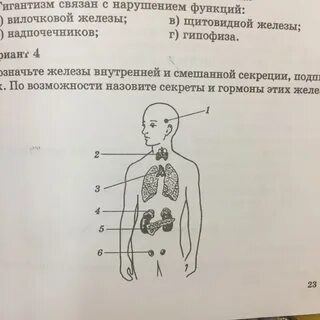 Подпишите названия желез